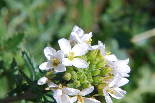 Diplotaxis erucoides
